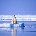 First popolation/explorations of Artic
