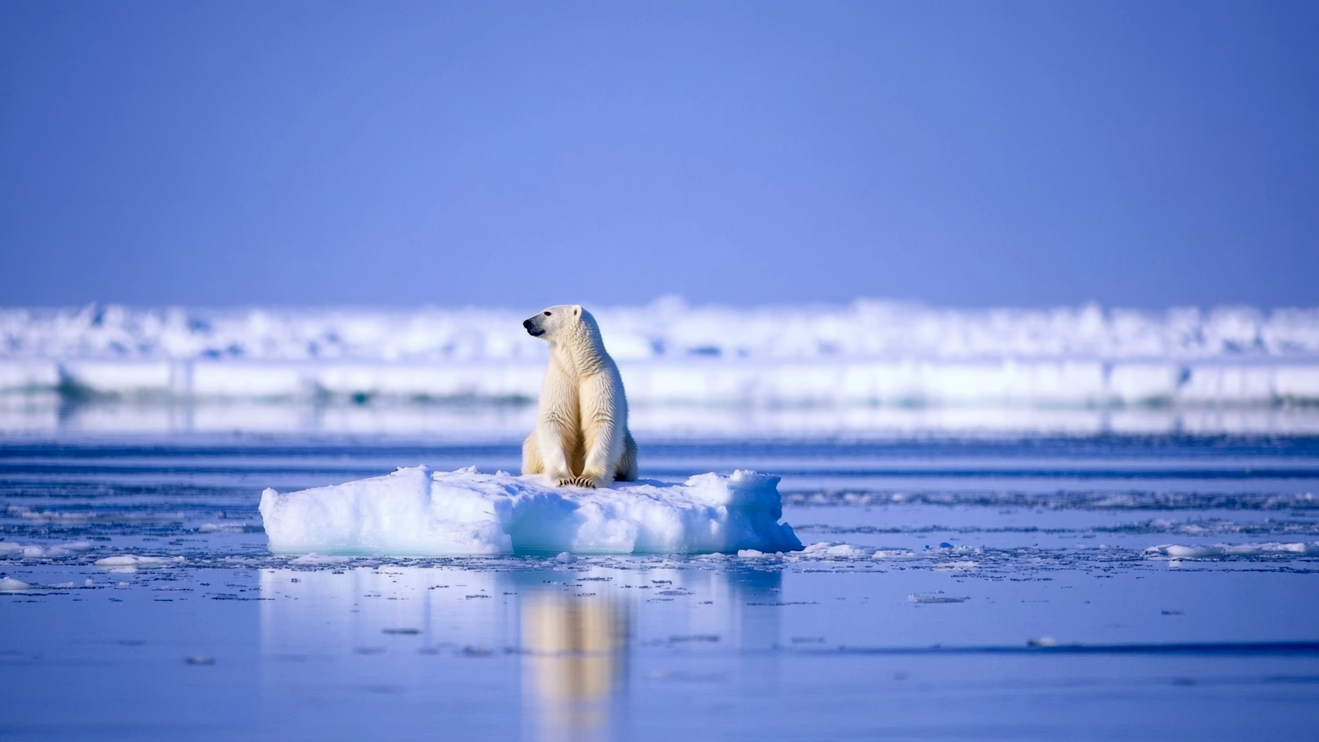 First popolation/explorations of Artic